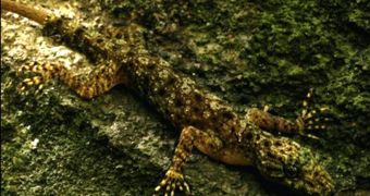 A photo of the new gecko species found in Cambodia