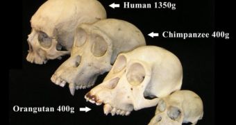A comparison of human and primate skulls