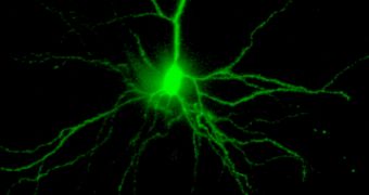 Genes coding for insulation deficits in neurons were found to be transmissible in a new study