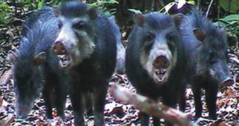 White-lipped peccaries, an extremely aggressive species