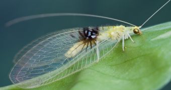 New Green Lacewing Species, Semachrysa Jade, Discovered on Flickr