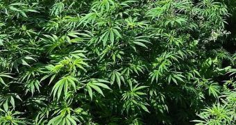New Hampshire may be the third state legalizing marijuana