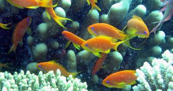 A photo of fish around a coral reef in the Red Sea