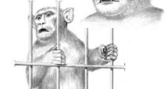 Rhesus macaque drumming with cage door