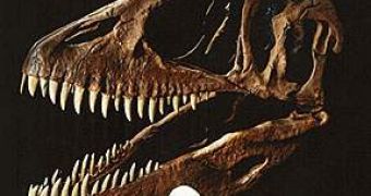 Skull of Carhcarodontosaurus compared to a human skull