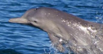 Researchers announce the discovery of a new humpback dolphin species
