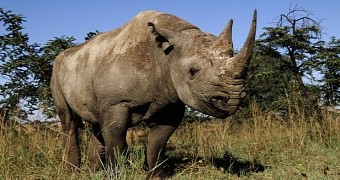 The INTERPOL steps up efforts to protect rhinos and elephants in Africa