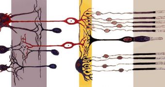 This image shows the axial organization of the retina
