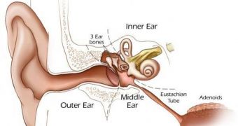 The inner ear seems to be organized a bit differently than thought over the past 30 years
