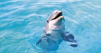New Jersey announces plans to help safeguard local bottlenose dolphin population