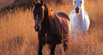 New Jersey outlaws the slaughter of horses and using their meat in the food industry