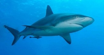 New Laws Mean Better Protection for Sharks
