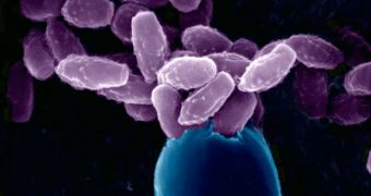 Spores from a new strain of Cryptococcus gattii (purple) have killed six people in Oregon since 2005