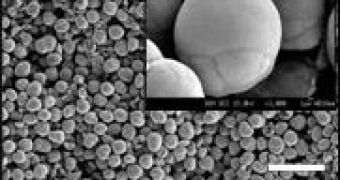 Microscope image of the new lithium-ion battery electrode material