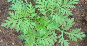 Artemisia annua or "Chinese wormwood", "Sweet wormwood" "Qing hao" is a medicinal plant with proven anti-malaria action. The principal active compound is called artemisinin and this is often processed into semisynthetic deriv