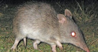 The long-nose bandicoot eats mainly insects and larvae