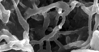 Nanocomposite materials hold great promise for the future