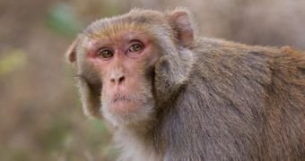 New Means of Protection Against HIV Gets Tested on Monkeys
