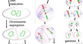 New Mechanism Controlling Cell Division Discovered