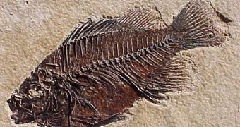 Delicate fossils can now be analyzed with a new CT scan technique