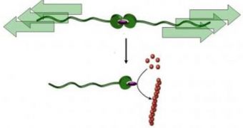 A catalyst can be switched from a dormant to an active state by pulling on a polymer chain, a "molecular ripcord"
