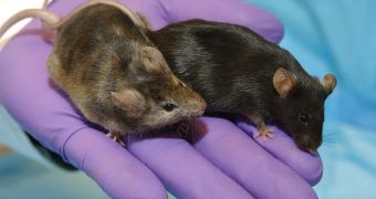 A laboratory mouse in which a gene affecting hair growth has been knocked out (left), is shown next to a normal lab mouse