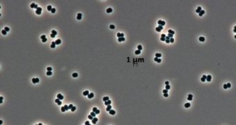 Microscope image of Tersicoccus phoenicis