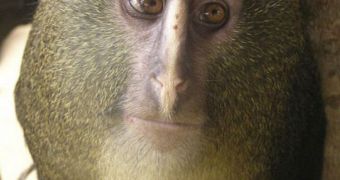 New Monkey Species Discovered in the Congo
