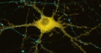 New Nerve Cells Can Be Made to Form Directly Inside the Brain