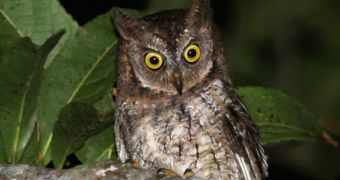 New owl species discovered by researchers in Indonesia