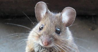 Mice such as this one are currently used in laboratories around the world for research purposes