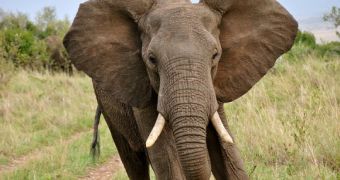 Malaysia makes record ivory capture