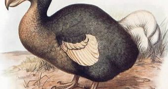 A dodo reconstruction