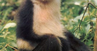 Tonkin Snub-Nosed Monkey (Vietnam) just 150 individuals left in the wild