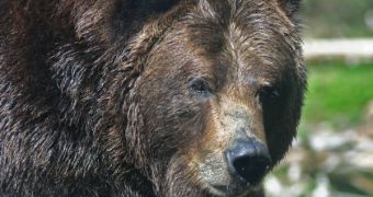 Grizzly bears are better surveyed with hair corrals than directly