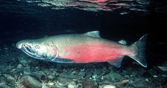 New rules aim at protecting Alaskan Chinook salmons