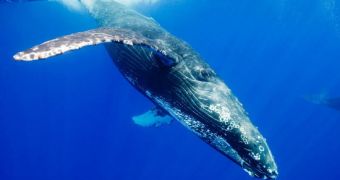 California re-routes ships to protect whales