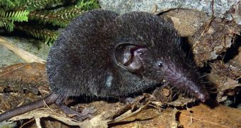 Researchers in Vietnam discover a new shrew species