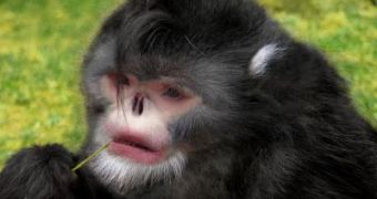 New Snub-Nosed Monkey Species Sneezes in the Rain