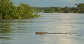 Irrawaddy dolphin on Mekong River at Kratié, Cambodia