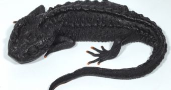 New species of crocodile newt is discovered and documented in Vietnam