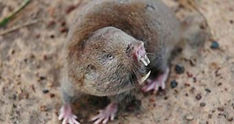 Researchers discover new species of giant mole rat