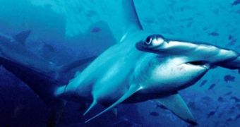 USC scientists discover new species of shark, the Carolina hammerhead