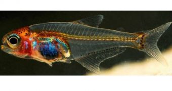 New species of see-through fish documented by researchers in the Amazon