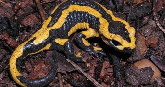 Researchers say a new species of skin-eating fungus is wiping out fire salamanders in the Netherlands