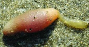 Researchers document new spoon worm species