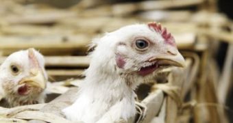 New strain of avian flu makes its first victims in China