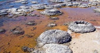 Stromatolites at Lake Thetis, Western Australia