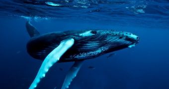 Humpack whales' behavior found to be affected by climate change