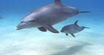 Oil spill in the Gulf of Mexico now proven to be responsible for decline in dolphin population